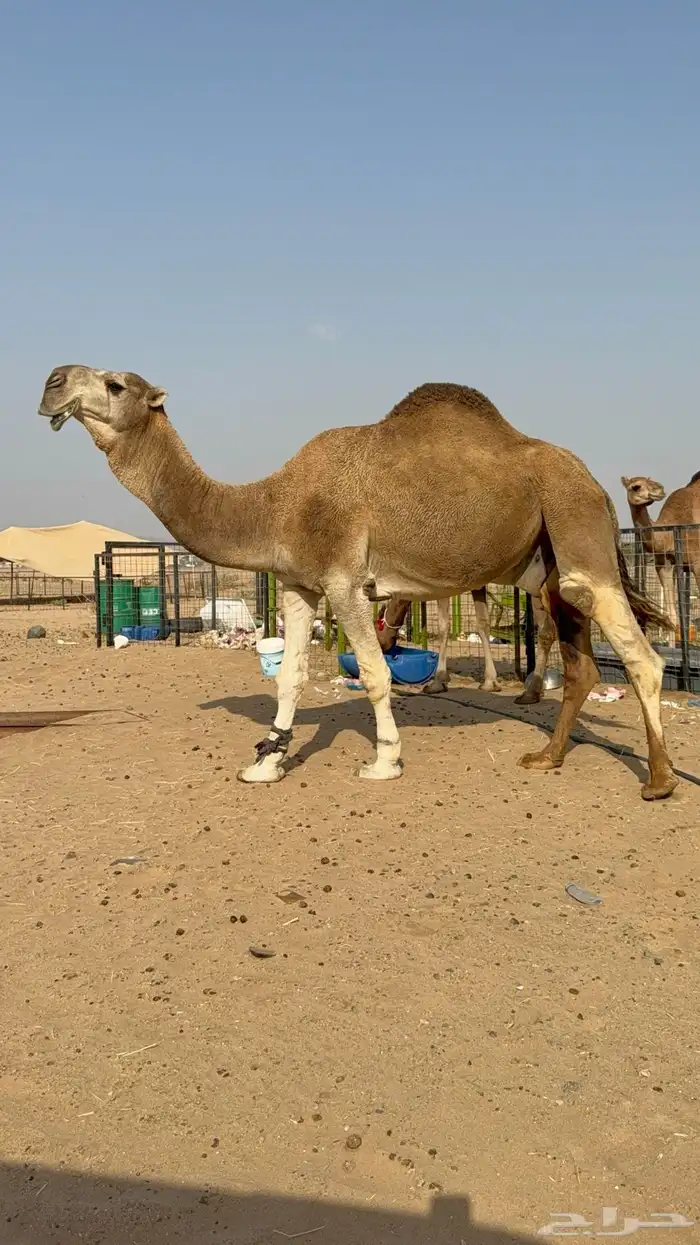 عرض نادر وفاخر للبيع بعير باتلي رباع ابوة الحاكم مشروط 1
