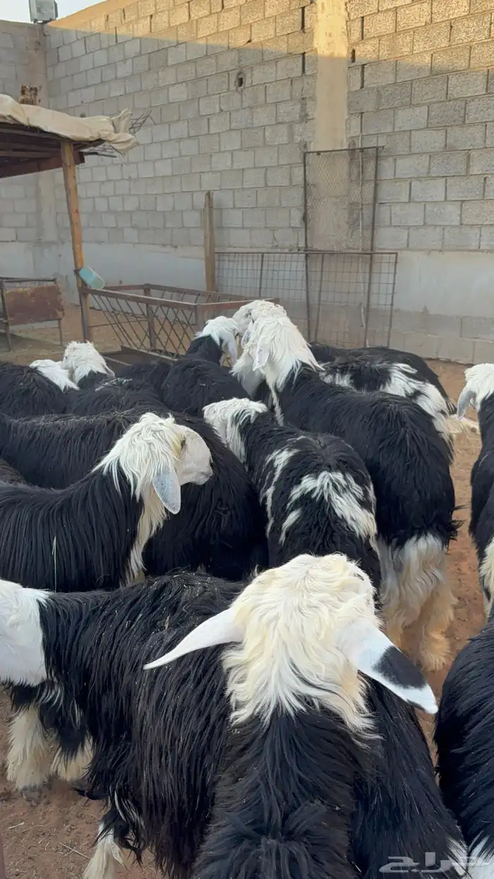 خرفان نجد ب 1350 19