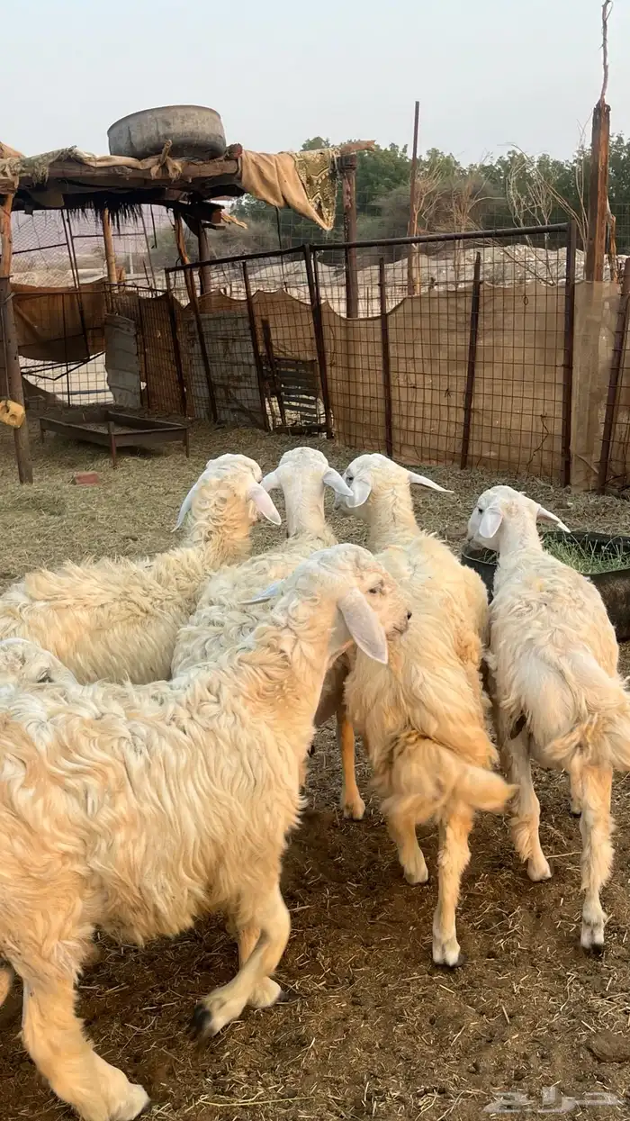 طليان جبره للبيع 4