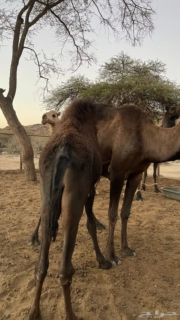 حاشي للبيع لباني 1