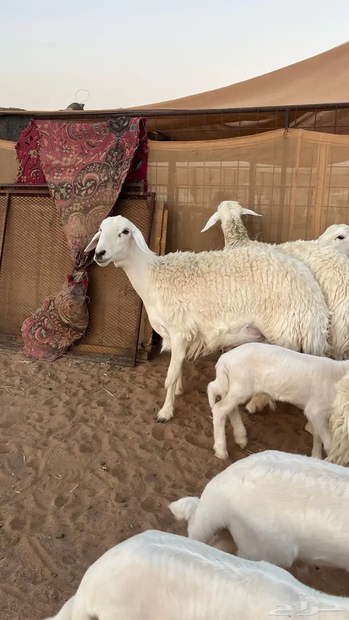 حريات جذعات ولد 7