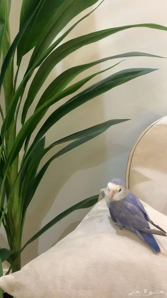 روز اليف 0