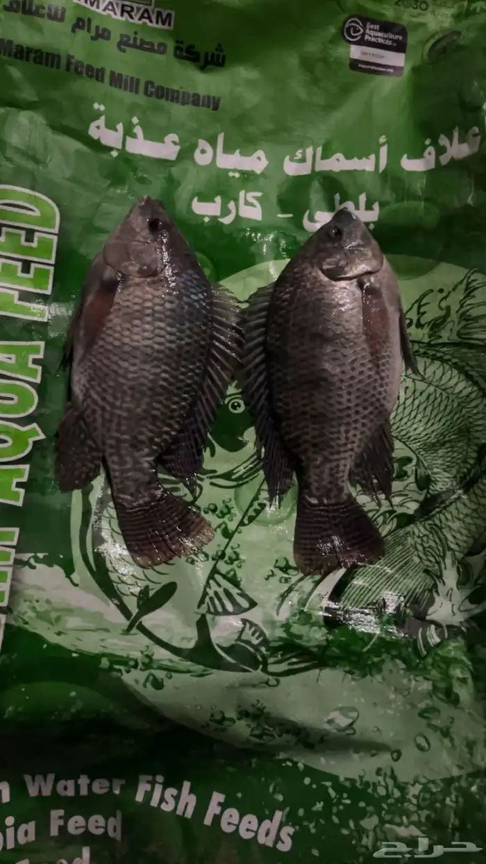 ذبايحكو   طازج  منظف  بلطي سوبر من البحر لمائدتك 3