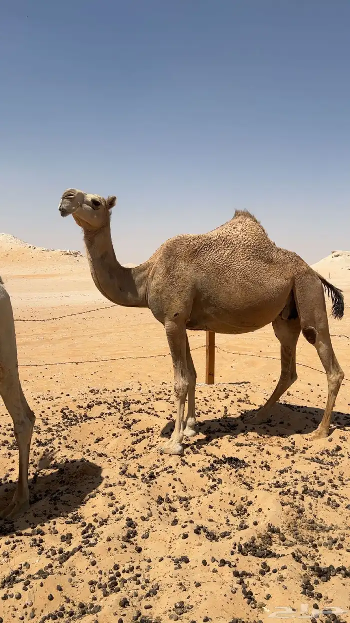 4 لقاح للبيع 3