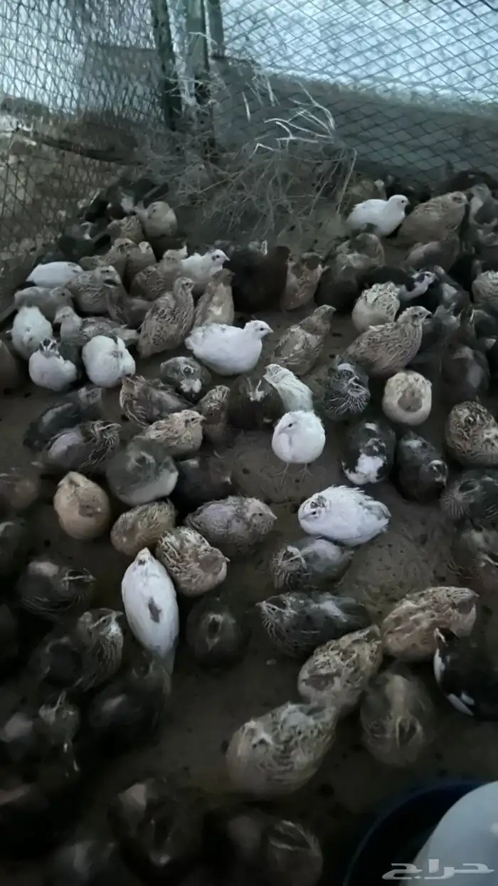 فري - سمان للبيع 1