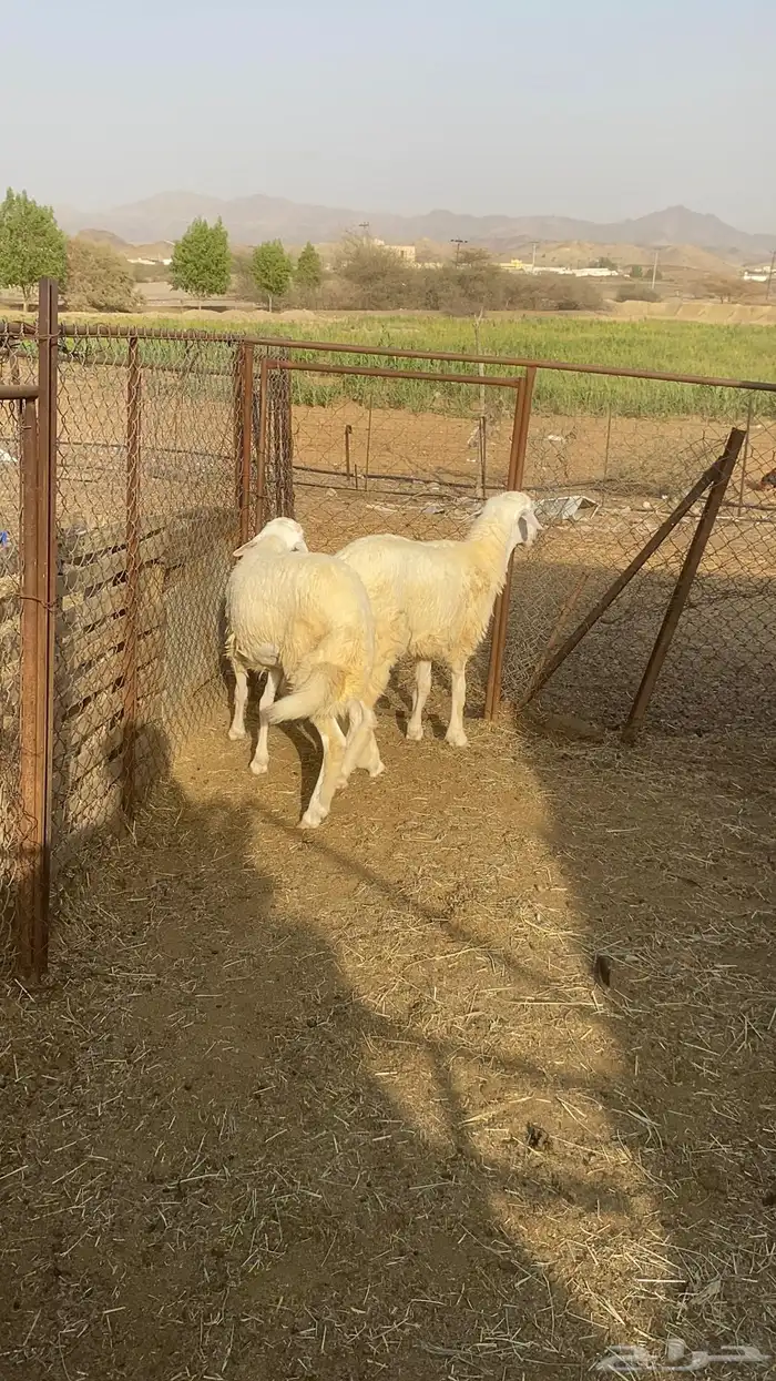 طليان 0