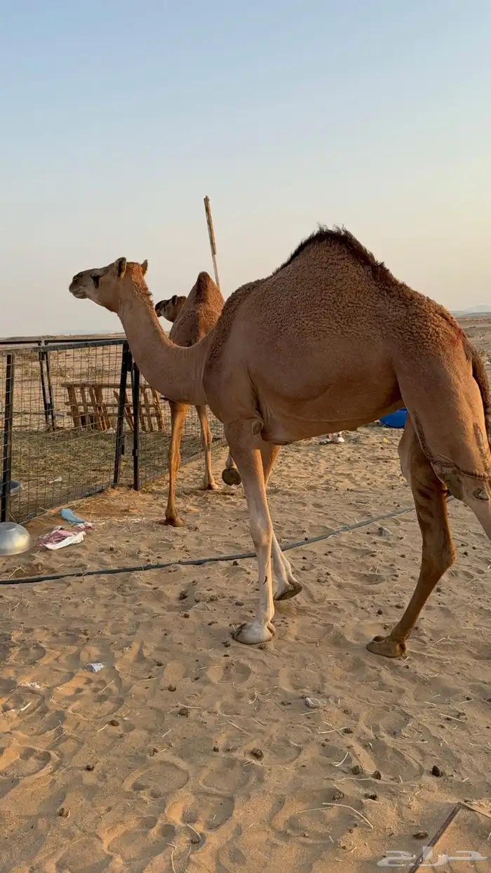 للبيع بكار حمر دم عدد 2 جذعات مشروطات 5