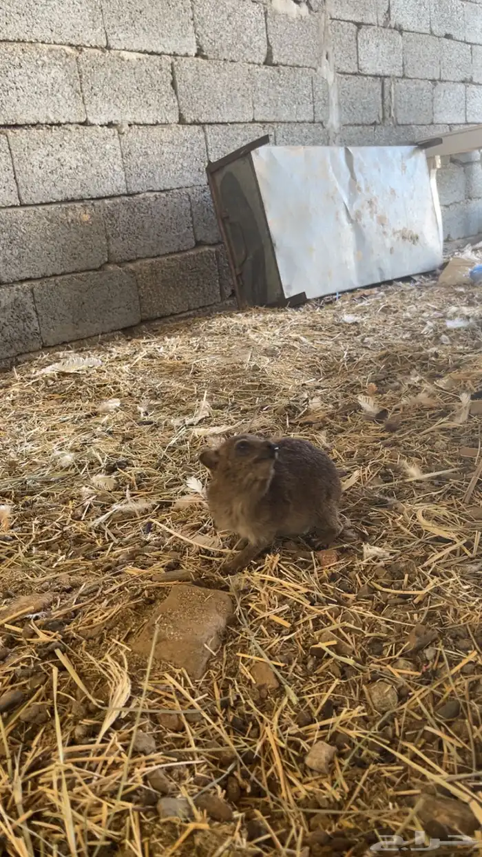 نبدأ بذكر الله اعرض لكم وبر جنوبي أليف عمره 6 شهورالا5 1