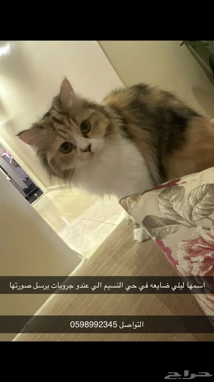 قطط مفقوده 1