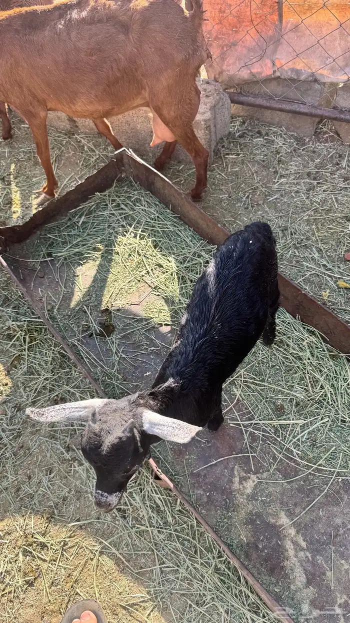عنز والد 0
