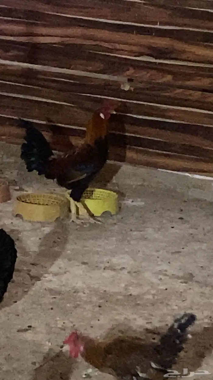 ديكين للبيع 3