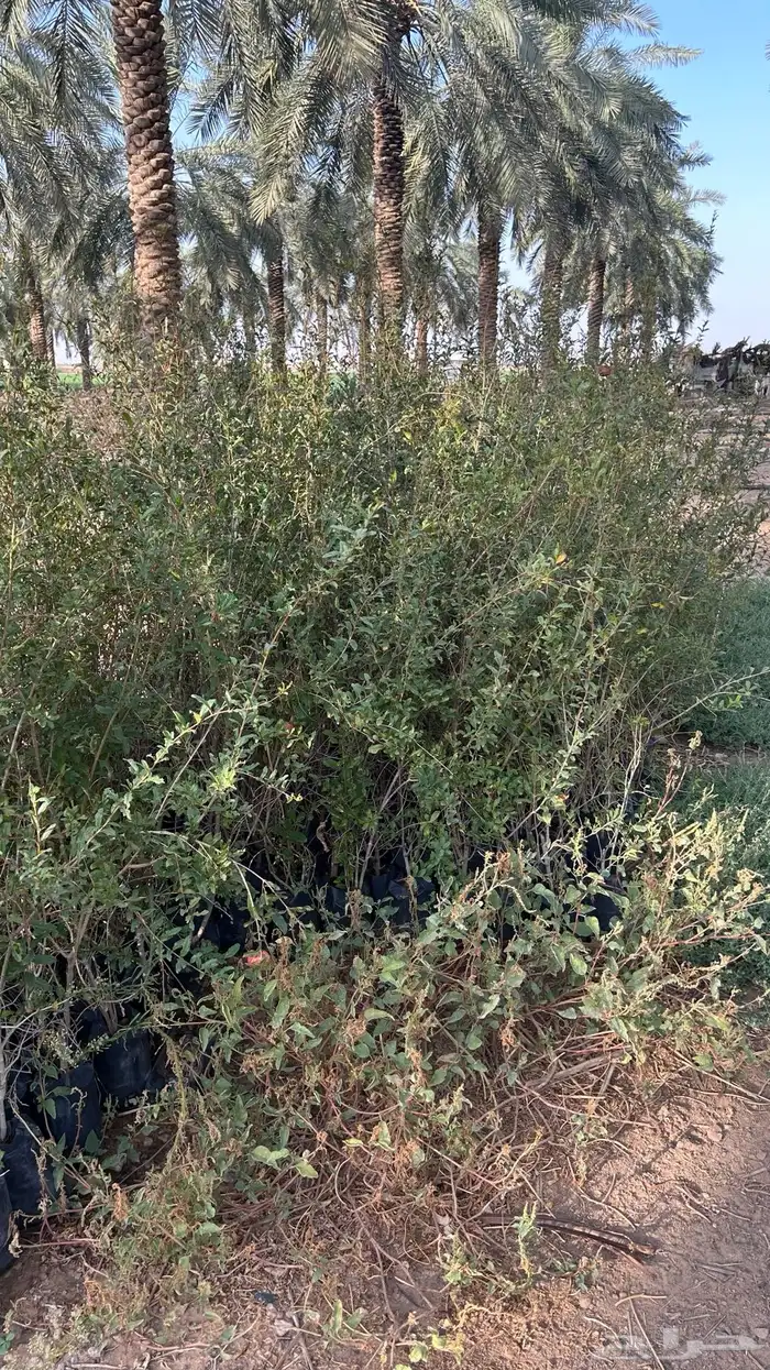 شتلات رمان مثمر 2