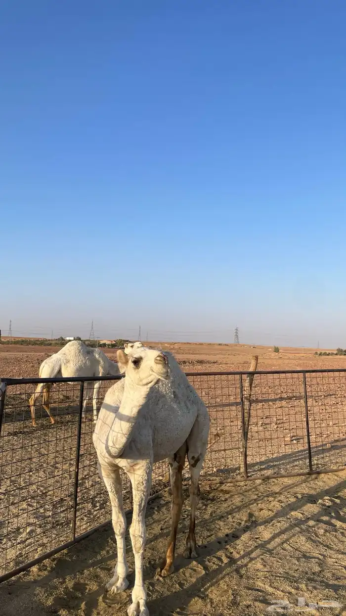 عشرا معها بكرة طيبة 7