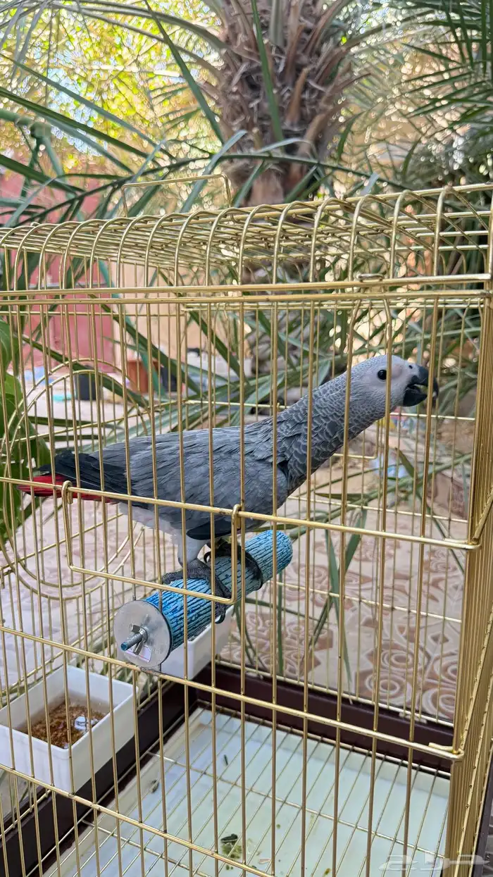 فرخ كاسيكو 5