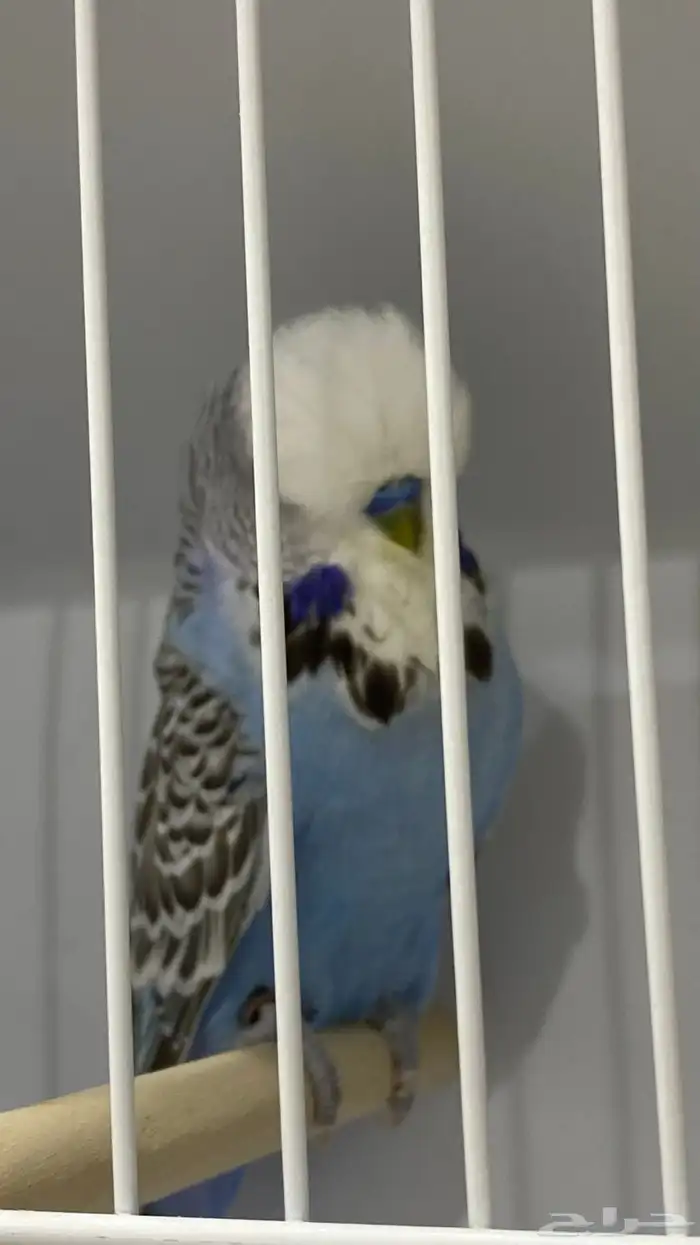 جوز انقليزي 5