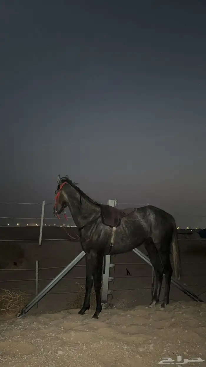 خيل 0