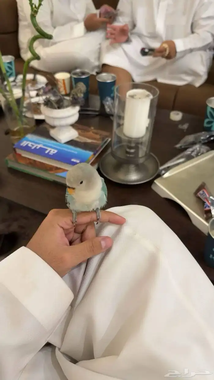 فرخ روز للبيع 1