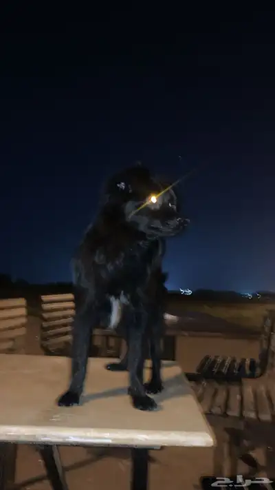 كلب شيواوا للبيع وصل السوم 300 index