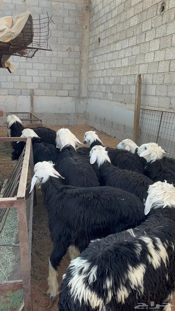 خرفان نجد ب 1350 0