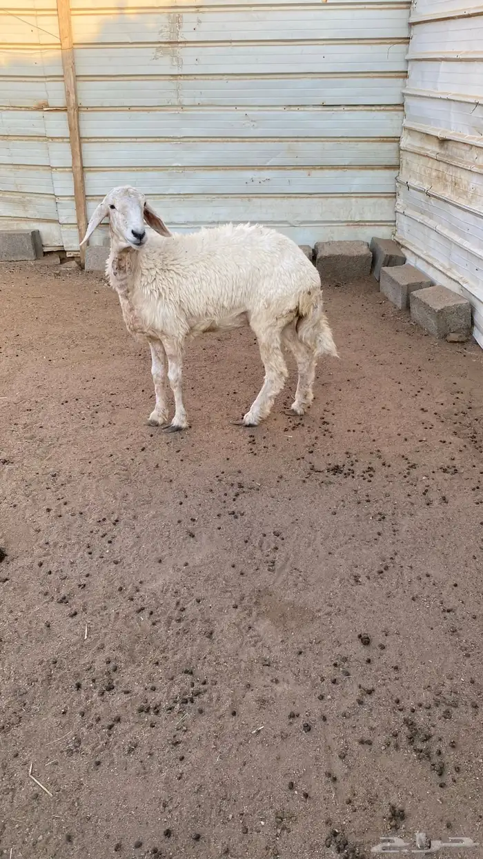 رخل جذعه دافع 4