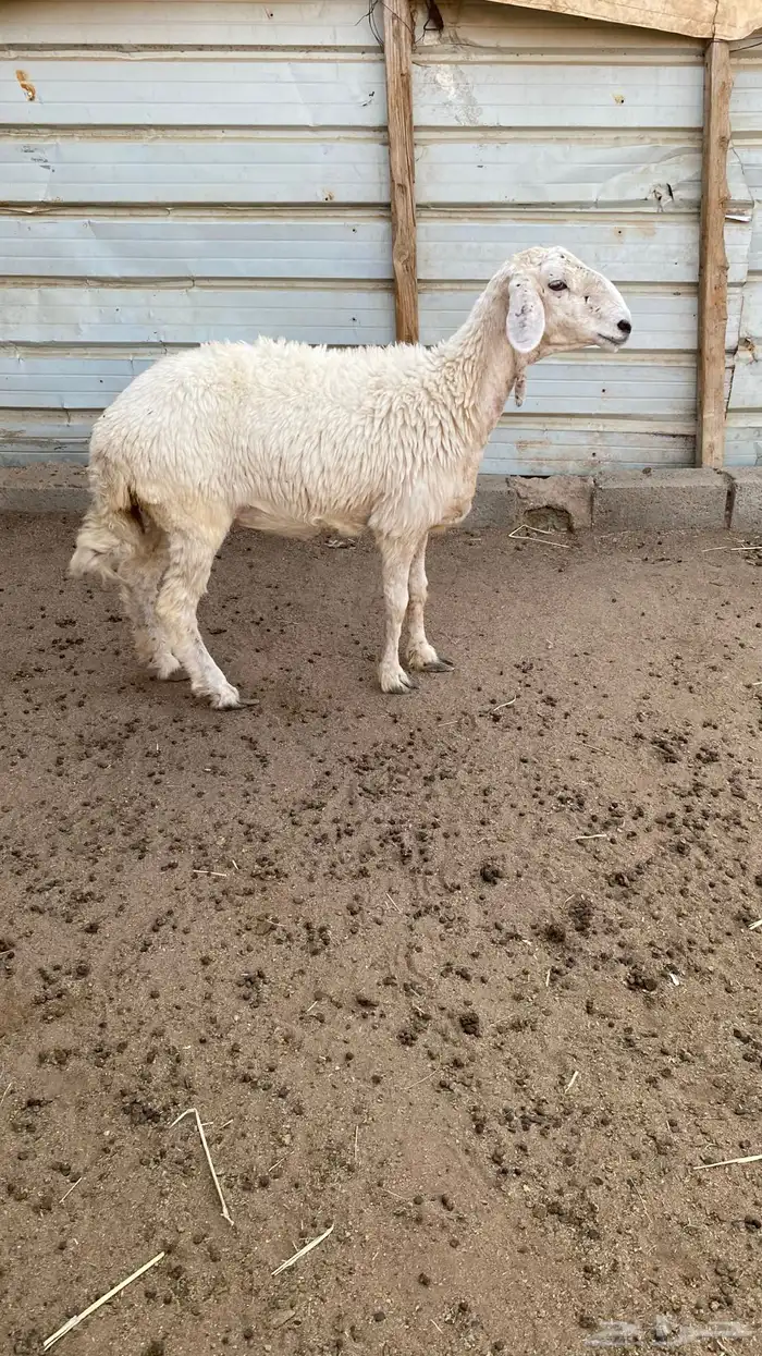 رخل جذعه دافع 5