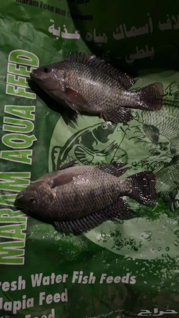 ذبايحكو   طازج  منظف  بلطي سوبر من البحر لمائدتك 4