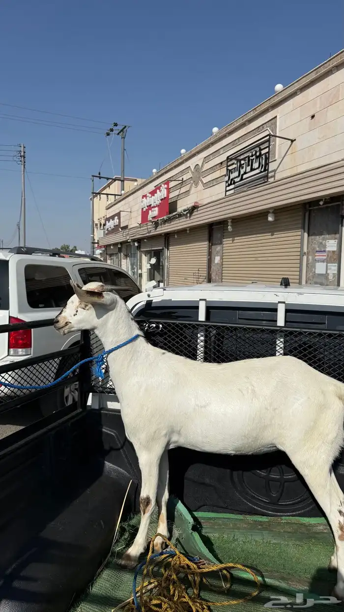 جفره بيشية فاخرة ( تم البيع ) 1