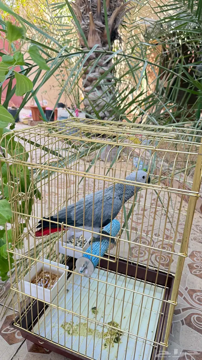 فرخ كاسيكو 3