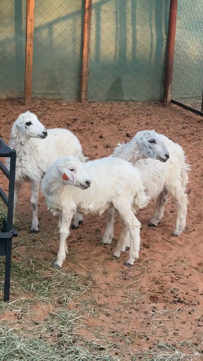 طلي ورخلين. طيبة 1