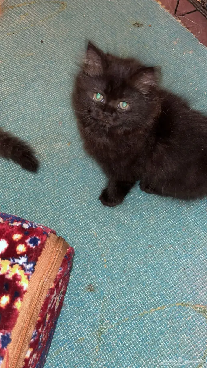 قطوة للبيع النوع شيرازي 0