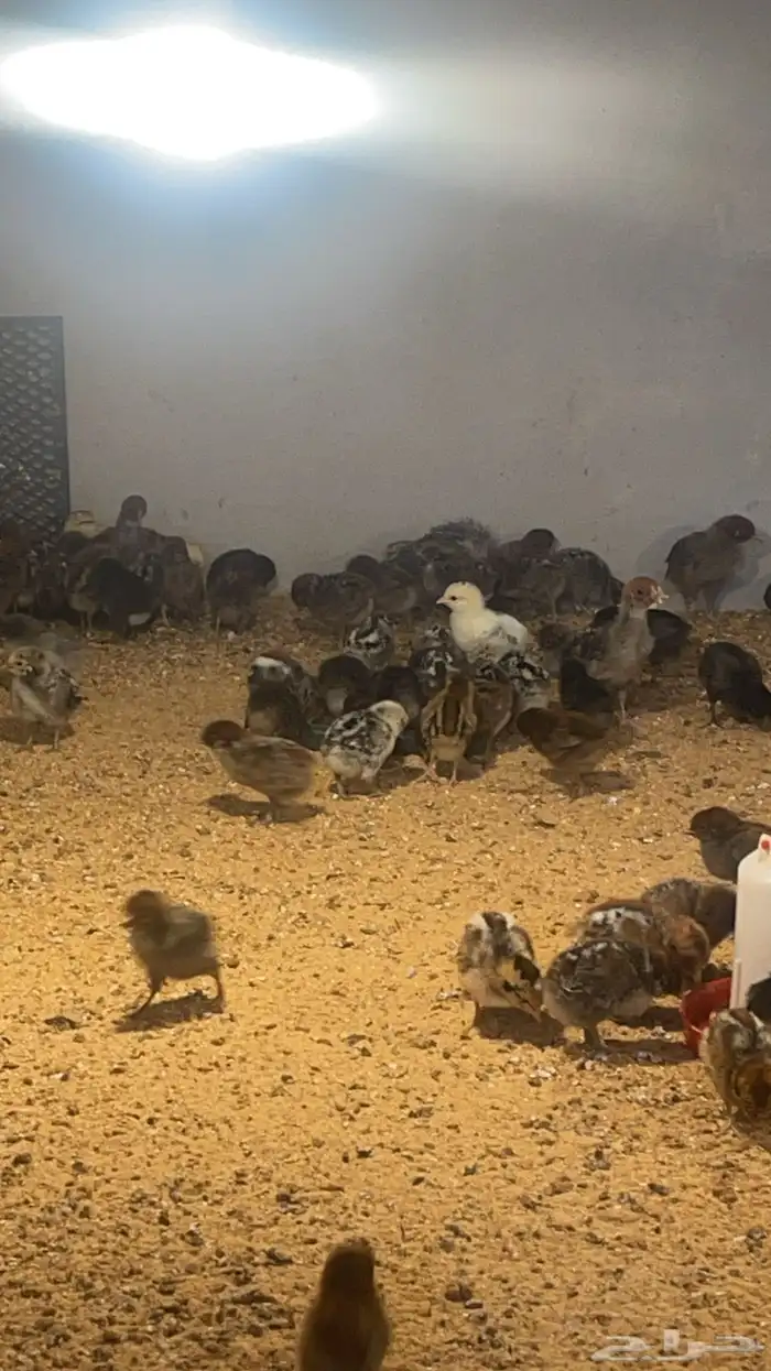 صوص مشكل فيومي وبلدي 3
