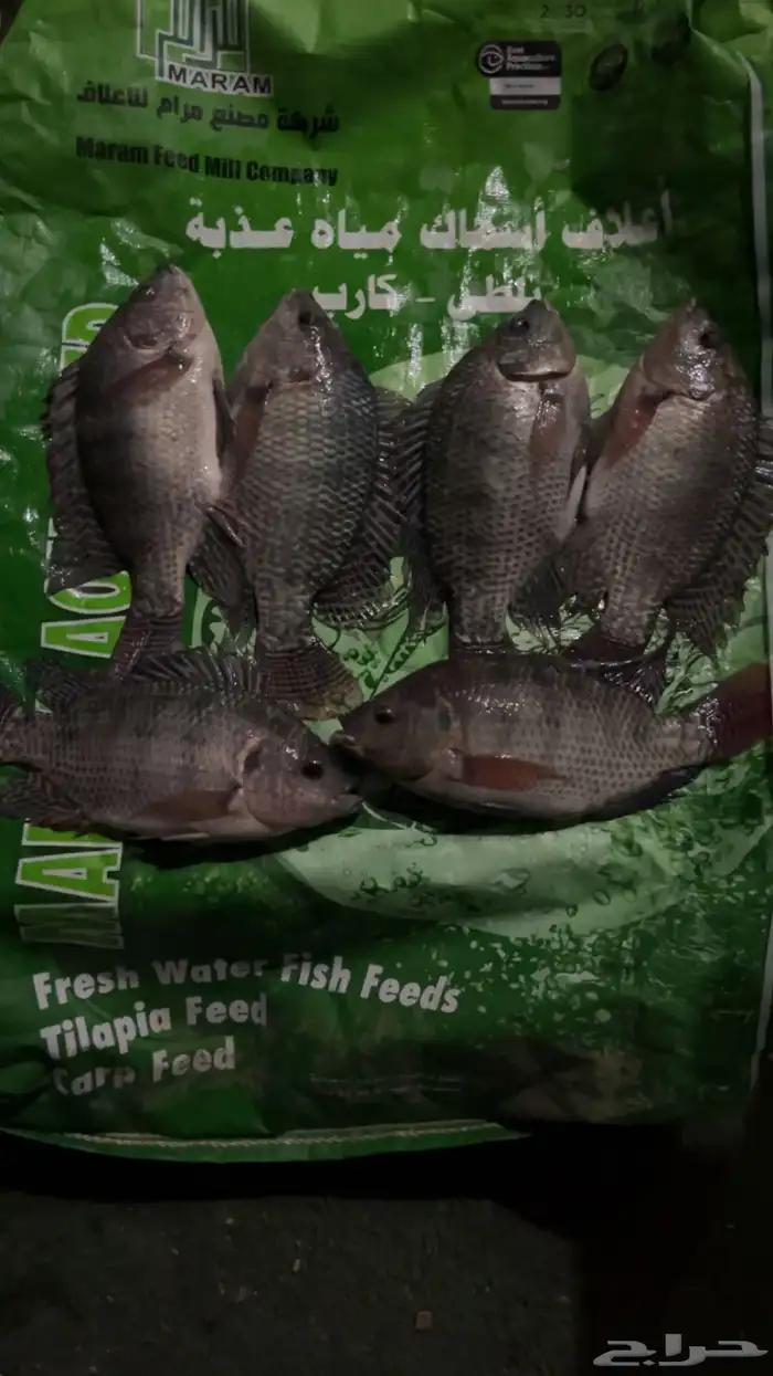 ذبايحكو   طازج  منظف  بلطي سوبر من البحر لمائدتك 2