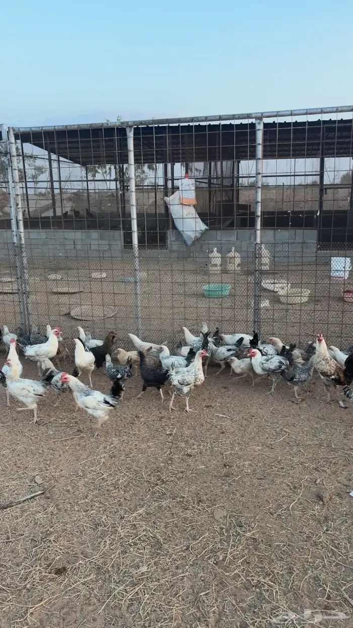 دجاج منوع فيومي وبلدي ومهجن 5