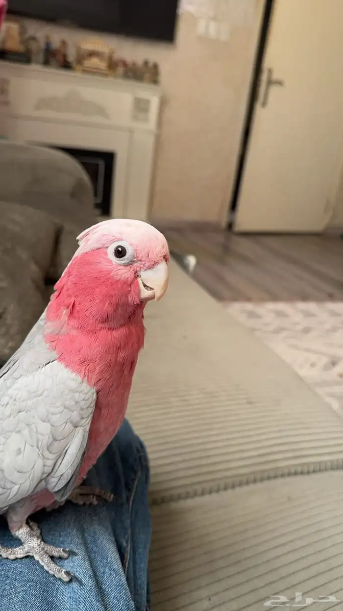 ببغاء جميل للبيع 0