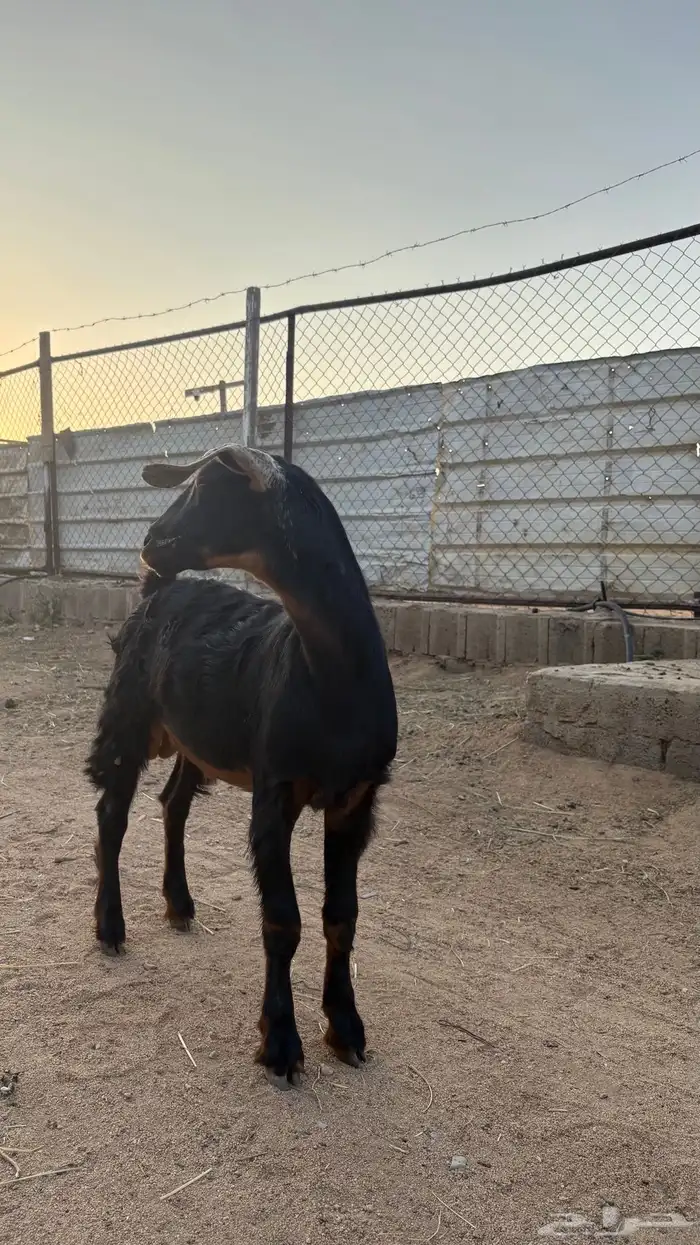 تيس سمين عمره تقريبا  سته اشهر 2