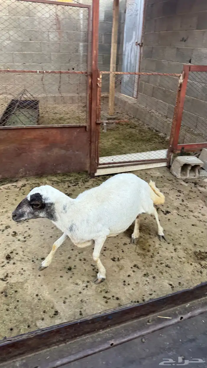 شاه حايل فل شحم 5