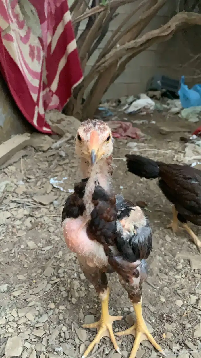 فروخ سندي 1