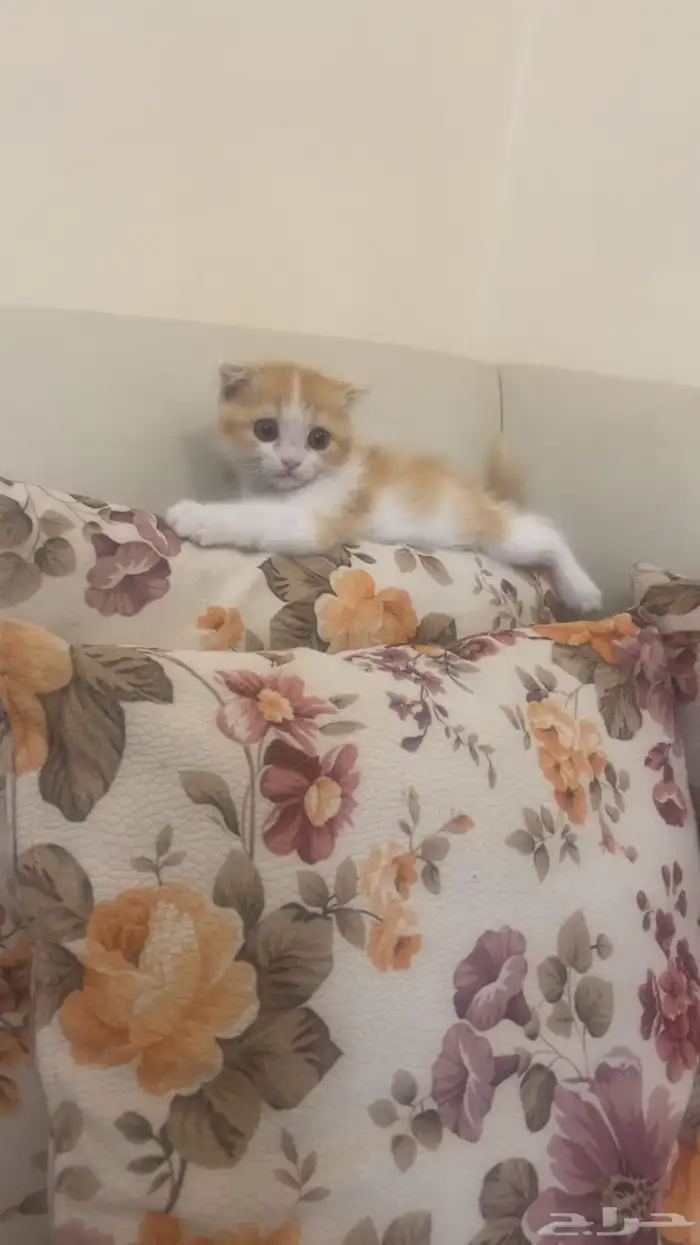 قطه سكوتش عمره شهرين ونص اليفه ولعوب مره 1