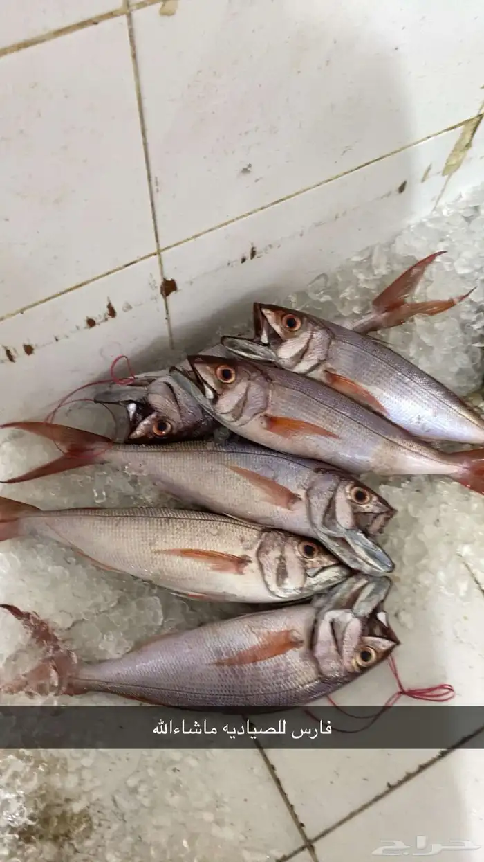 اسماك طازجة يوميا  و اسعار مناسبه 1