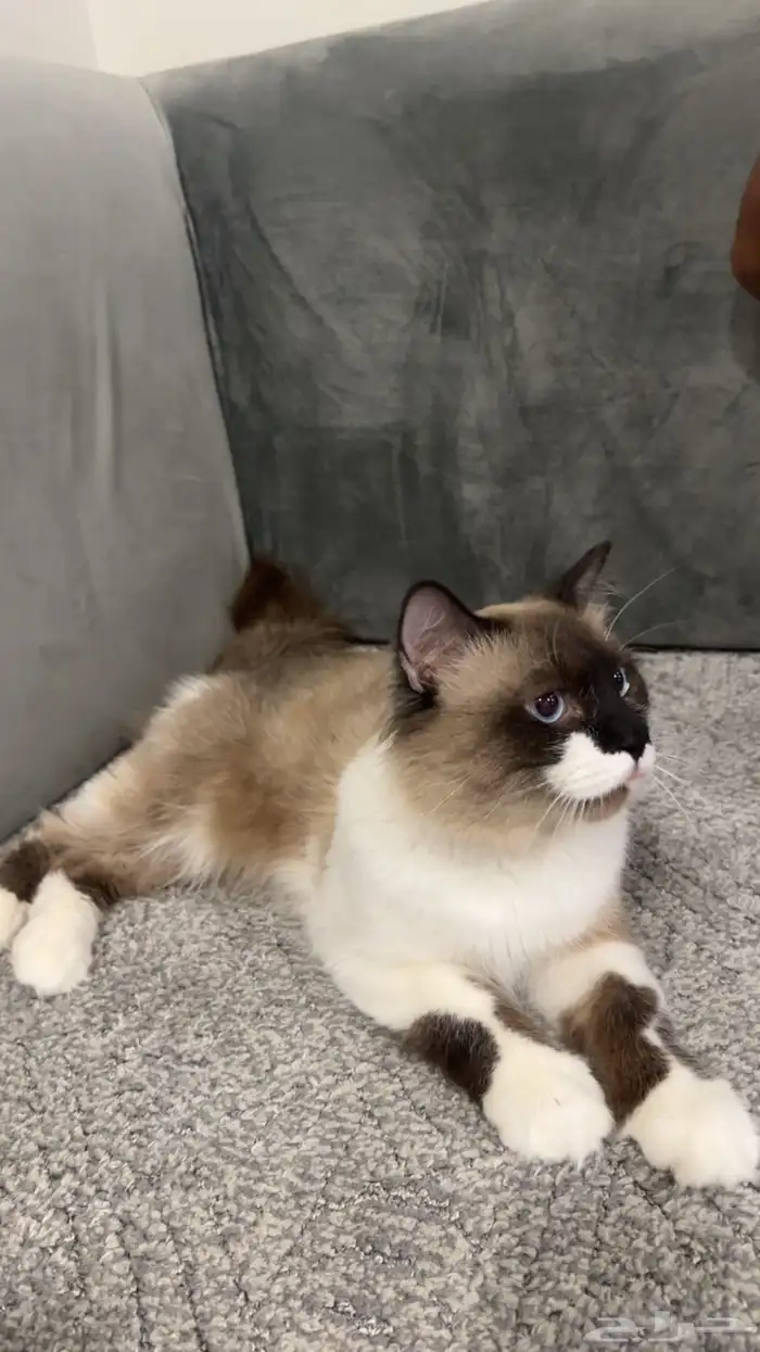 قط راغدول-ذكر-عمره سنتين 0