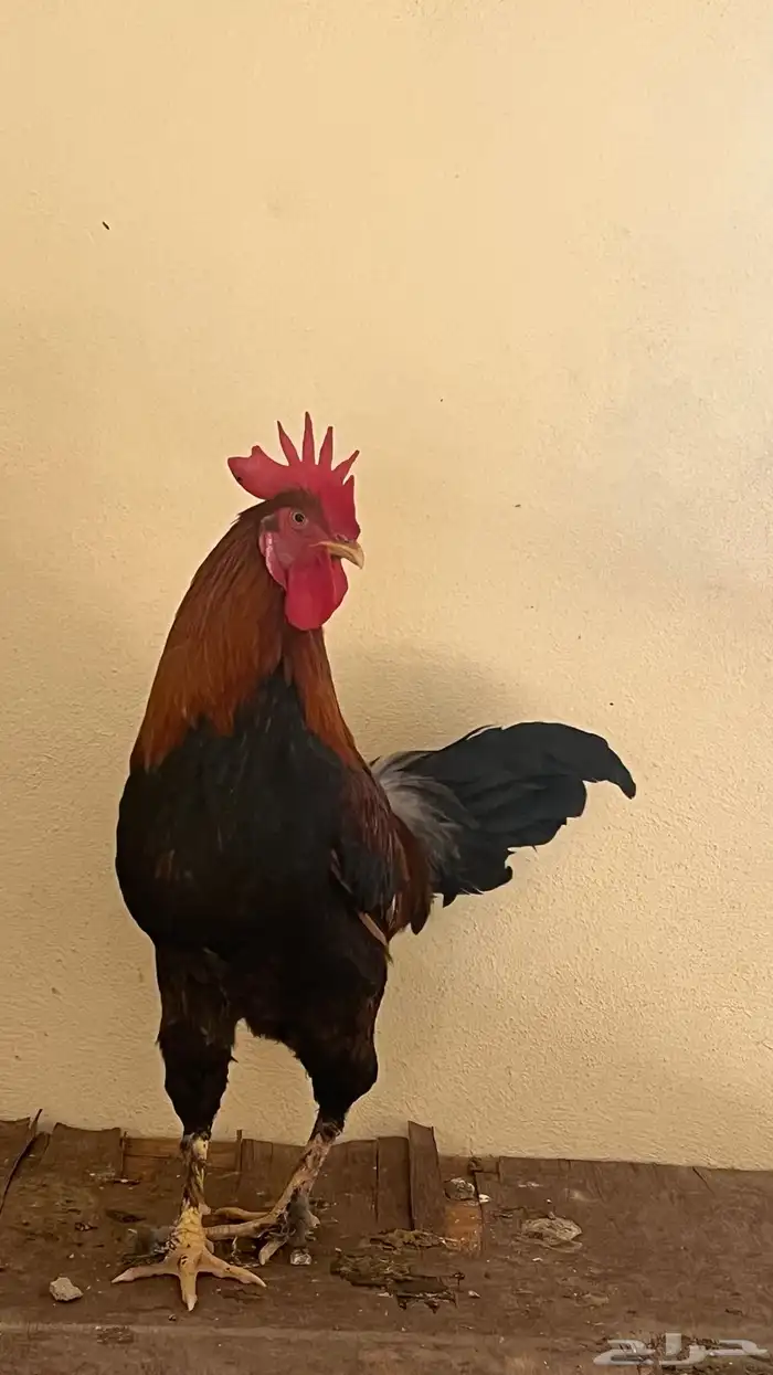 ديك بلدي كفو ياضرب 1