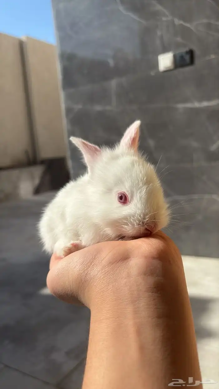 ارانب صغار 6