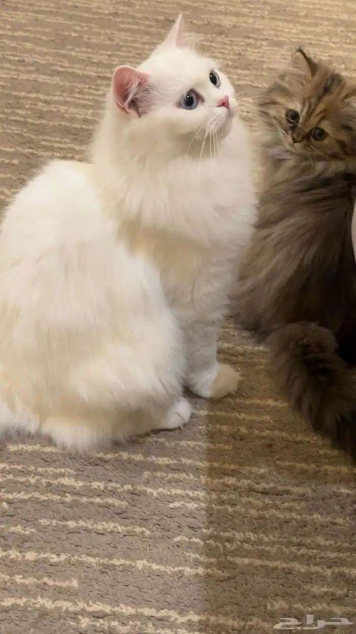 قطط للتبني 0