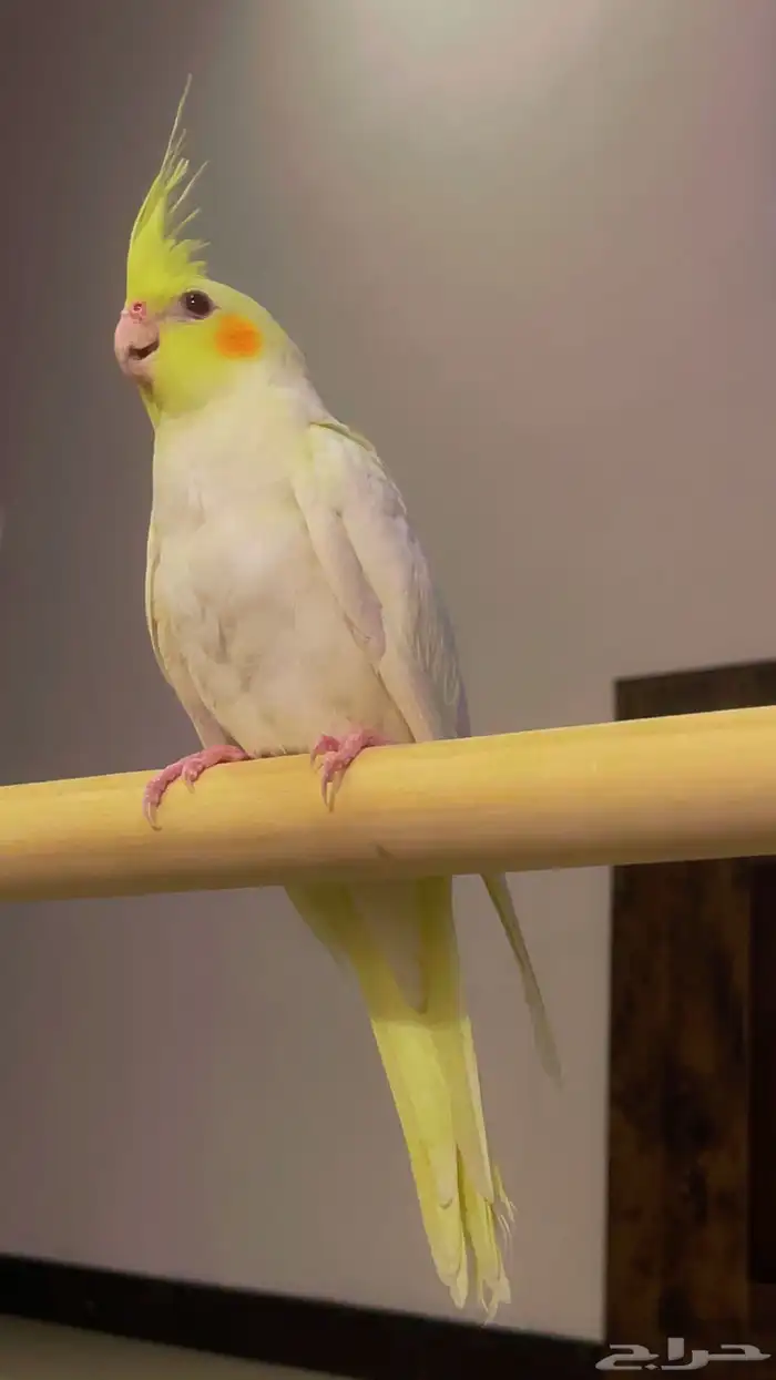 كروان لاتينو أليف تم البيع 4