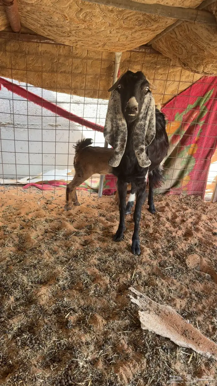 عنز تحته عناق 2