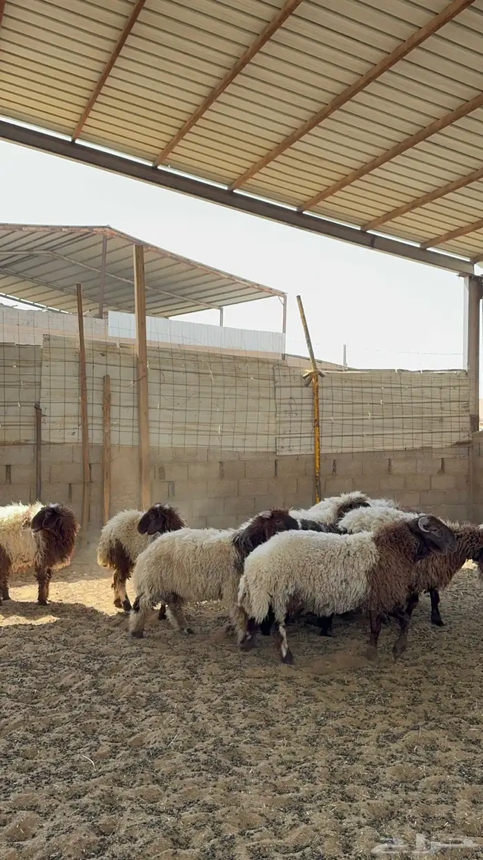 خرفان ورخال نعيم 3