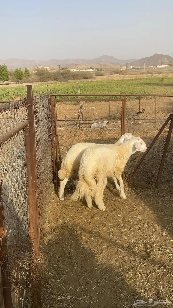 طليان 1