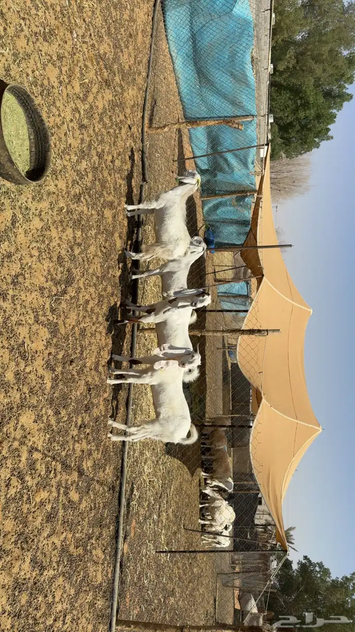 معزى مقاني طيبه 1