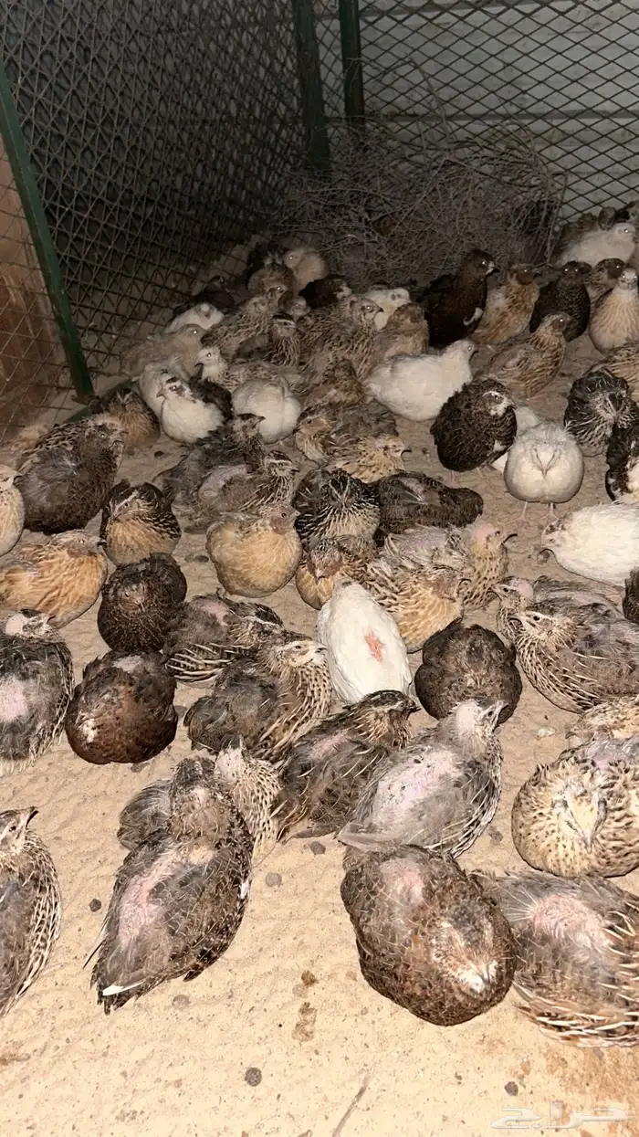 فري - سمان للبيع 2