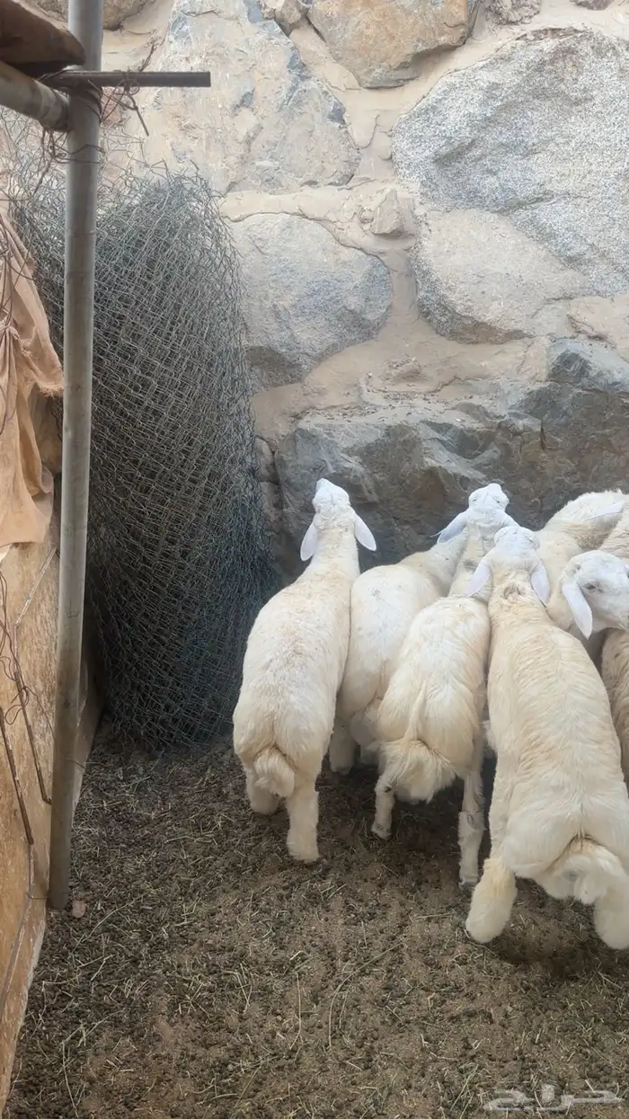 طليان ضيوف وثلاجه 1